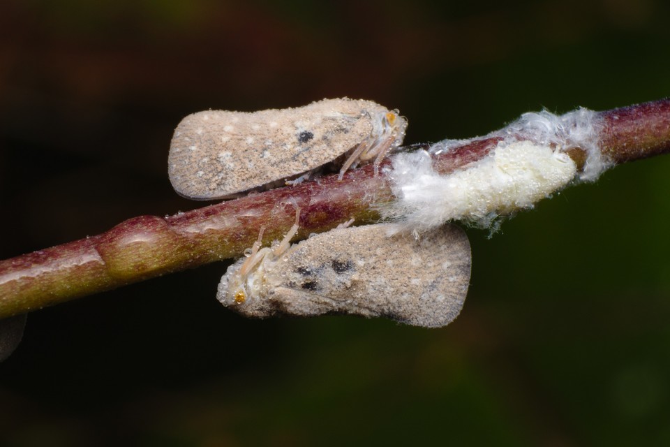 Metcalfa pruinosa - amerikai lepkekabóca