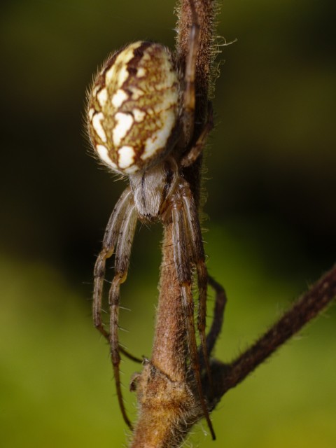 Neoscona adianta - kökény keresztespók