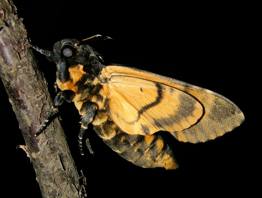 Acherontia atropos - halálfejes lepke
