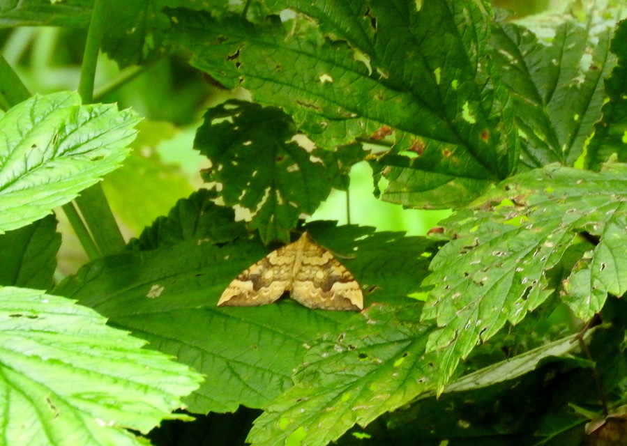 Eulithis populata - áfonya-tarkaaraszoló