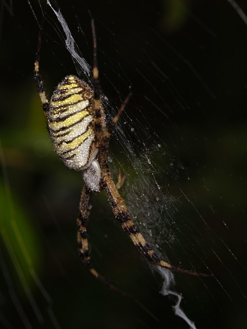 Argiope bruennichi - darázspók