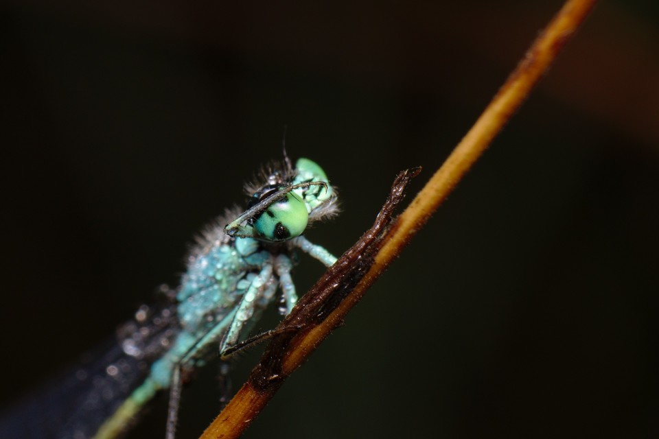 Ischnura elegans pontica - kéköves légivadász