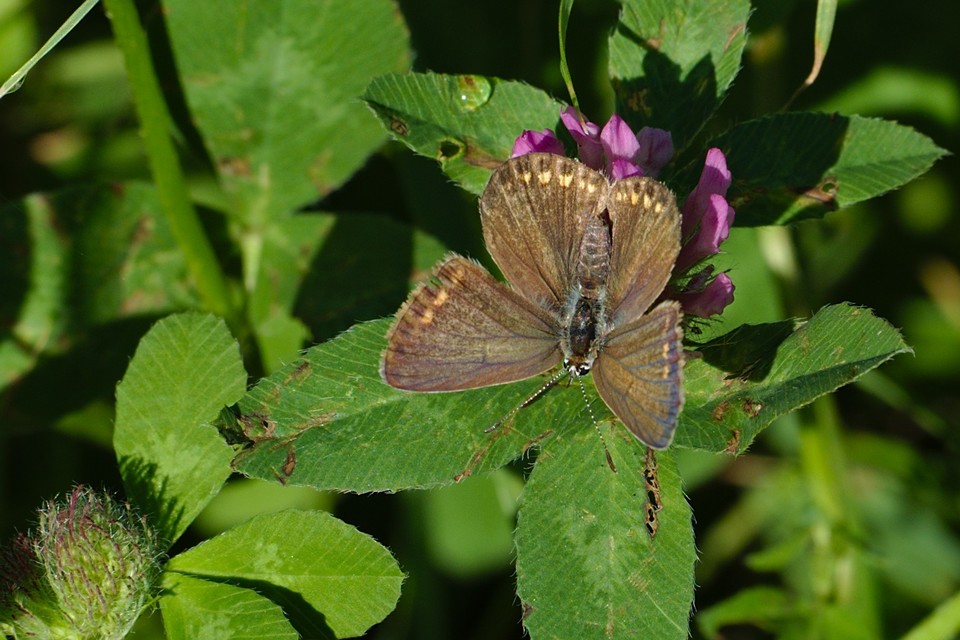 Polyommatus icarus - közönséges boglárka