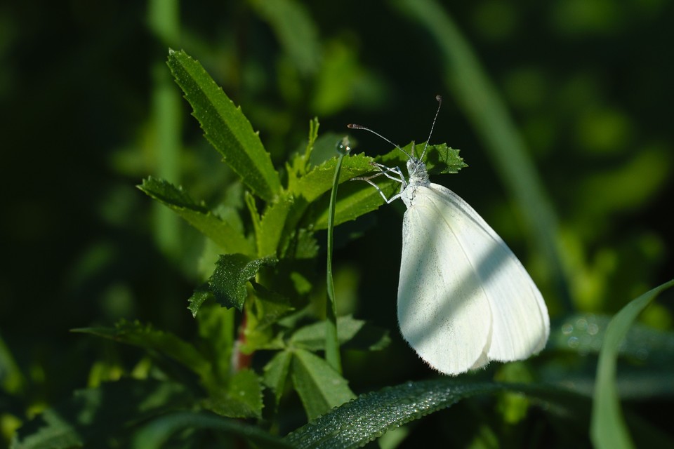 Leptidea sinapis - mustárlepke