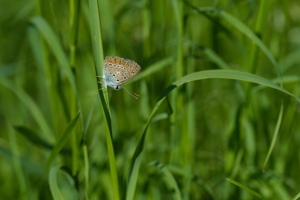 Polyommatus icarus - közönséges boglárka