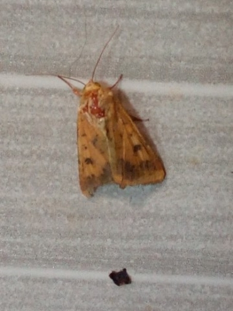 Helicoverpa armigera - kukorica-veteménybagoly Helicoverpa armigera - kukorica-veteménybagoly
