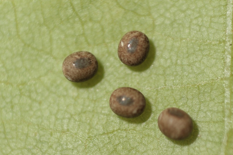 Lasiocampa trifolii - lóhereszövő