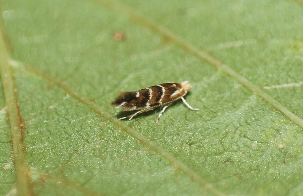 Cameraria ohridella - vadgesztenye-sátorosmoly