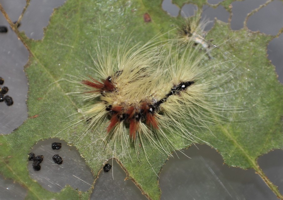 Acronicta aceris - vadgesztenye-szigonyosbagoly