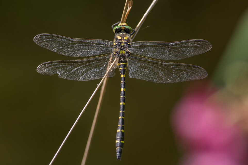 Cordulegaster boltonii