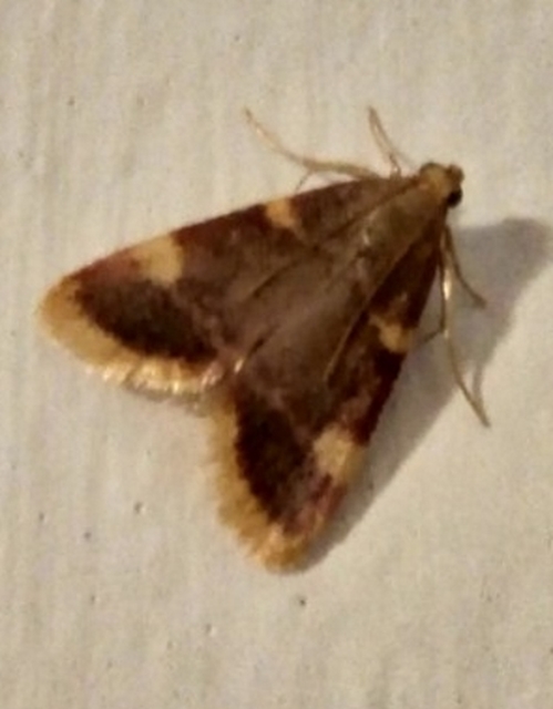 Hypsopygia costalis - szénailonca