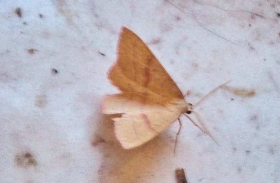 Rhodostrophia vibicaria - pirosszélű araszoló