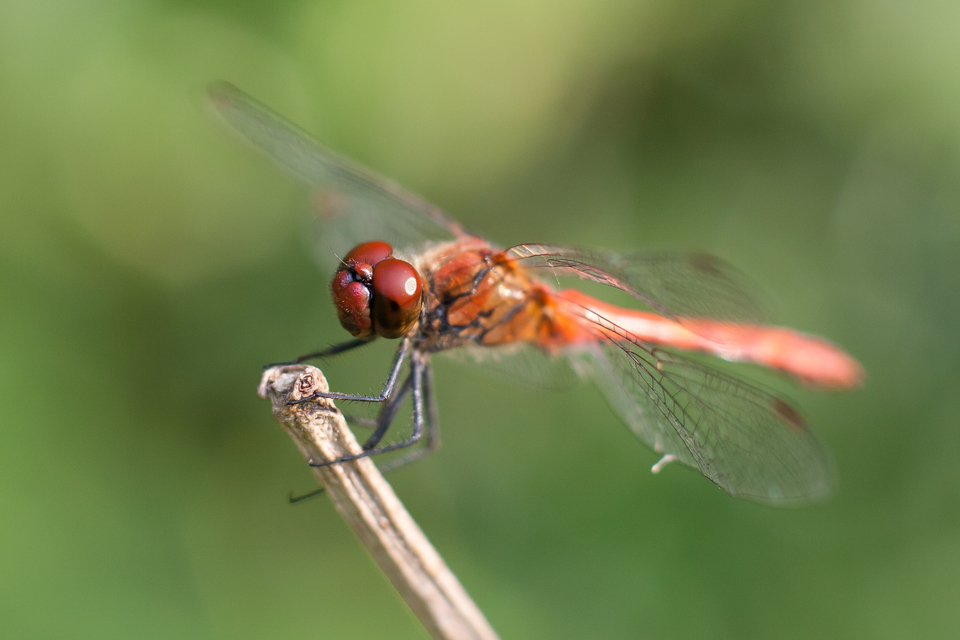 Sympetrum sanguineum - vörös katona-szitakötő
