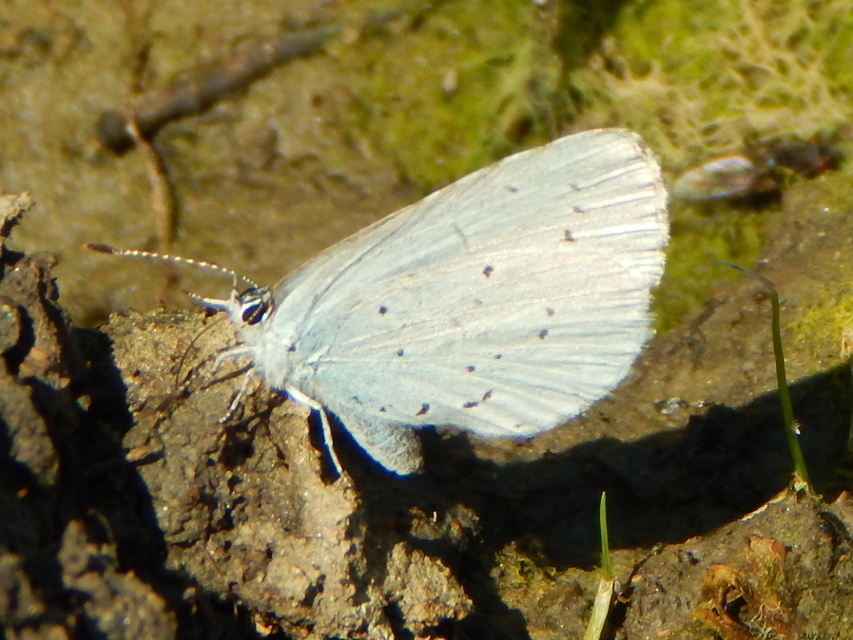 Celastrina argiolus - bengeboglárka
