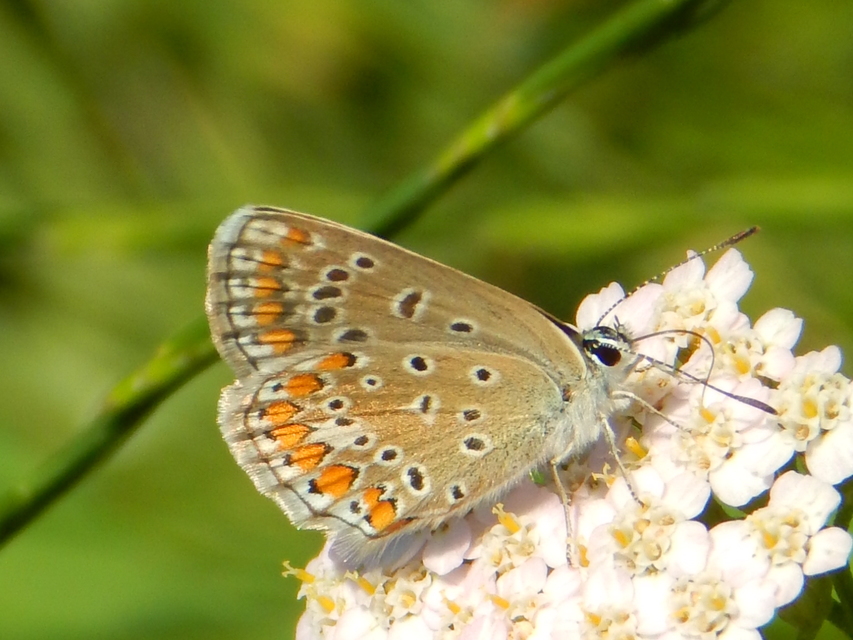 Polyommatus icarus - közönséges boglárka