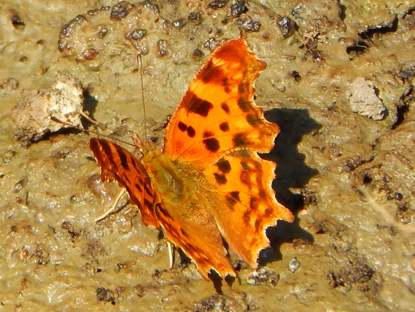 Nymphalis c-album - C-betűs lepke