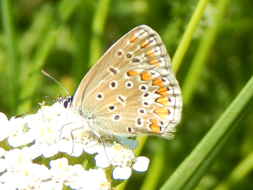 Polyommatus icarus - közönséges boglárka