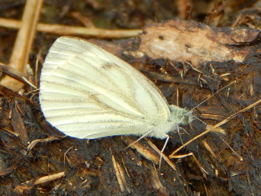 Pieris napi - repcelepke