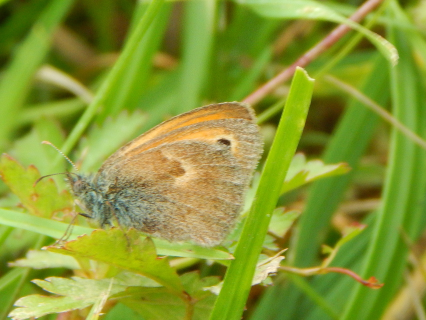 Coenonympha pamphilus - kis szénalepke