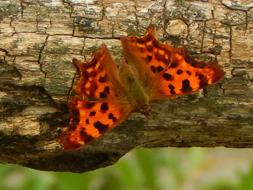 Nymphalis c-album - C-betűs lepke