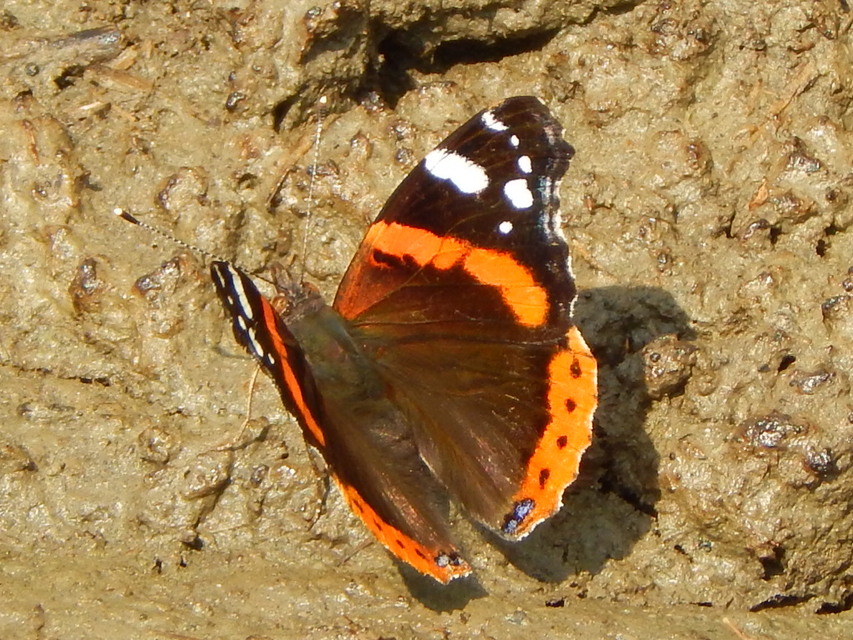 Vanessa atalanta - atalantalepke