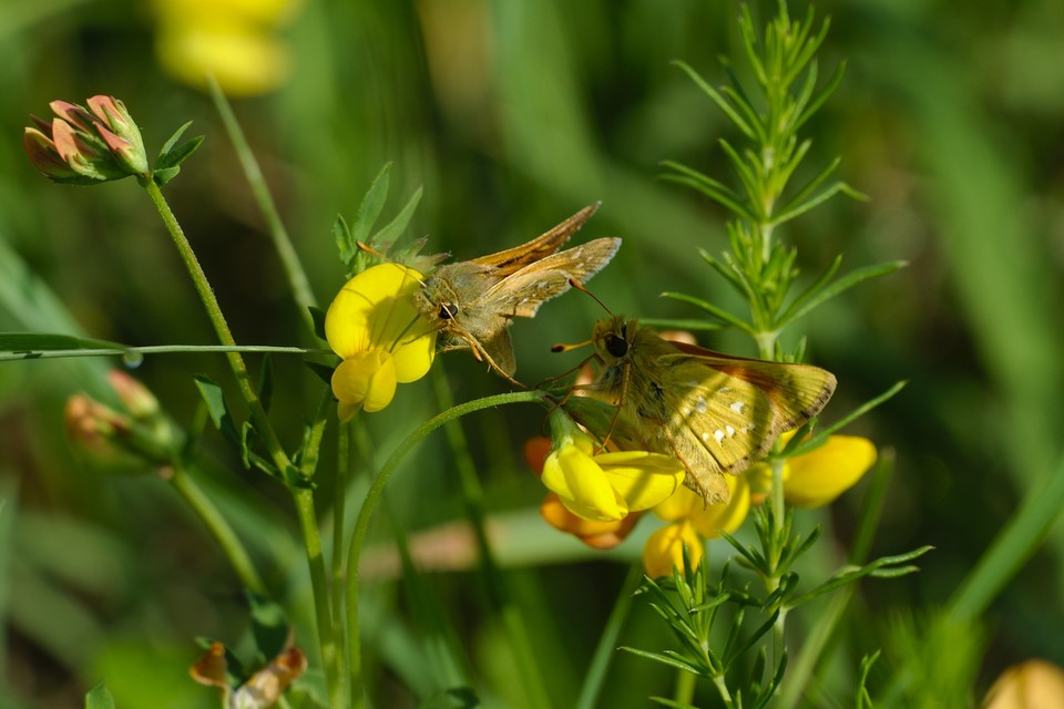 Hesperia comma - vesszős busalepke