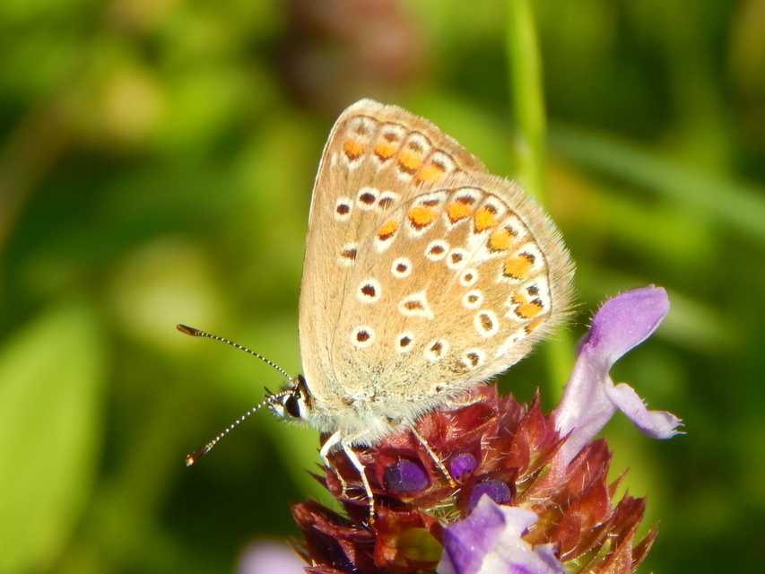 Polyommatus icarus - közönséges boglárka