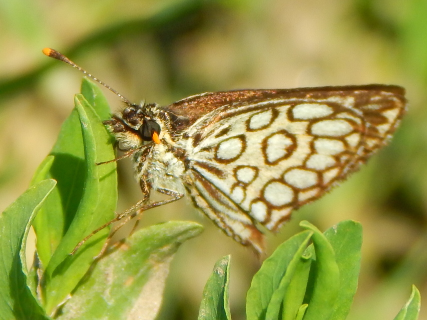 Heteropterus morpheus - tükrös busalepke