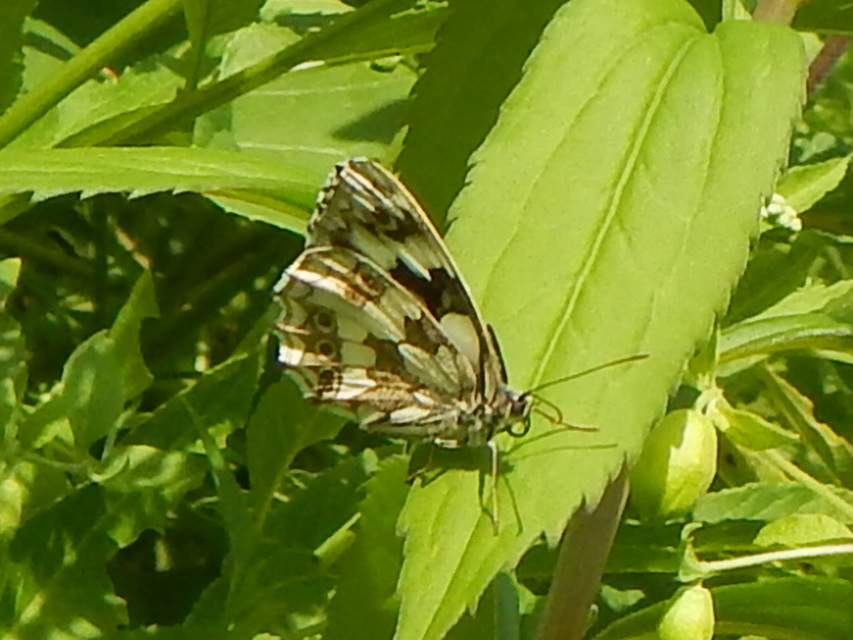 Melanargia galathea - sakktáblalepke