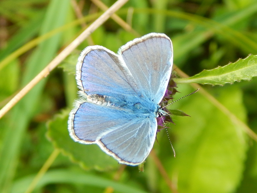 Polyommatus icarus - közönséges boglárka