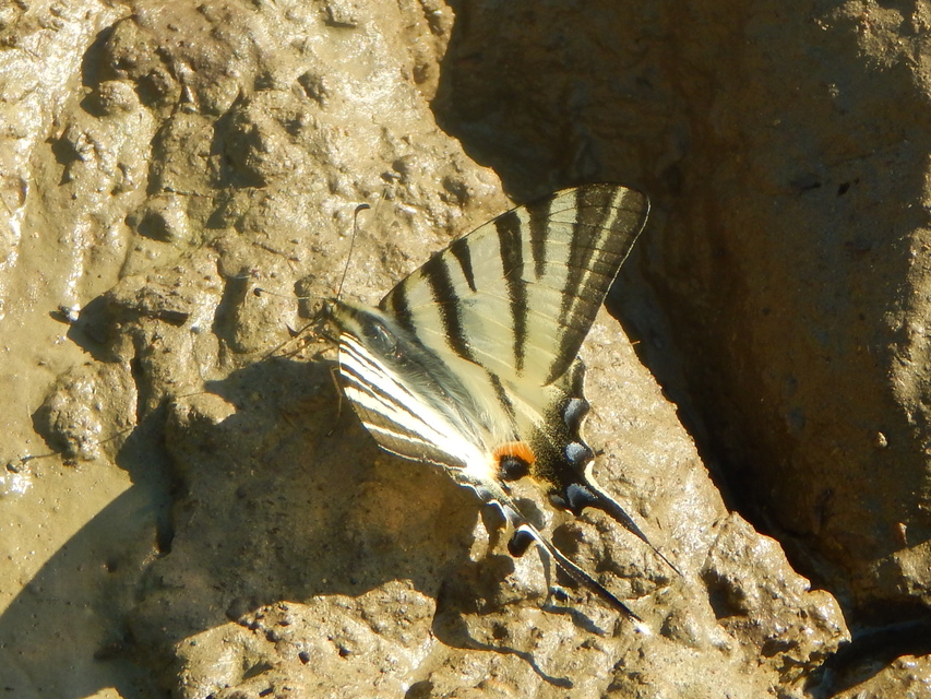 Iphiclides podalirius - kardoslepke