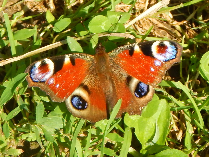 Nymphalis io - nappali pávaszem