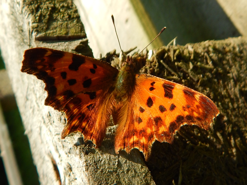 Nymphalis c-album - C-betűs lepke