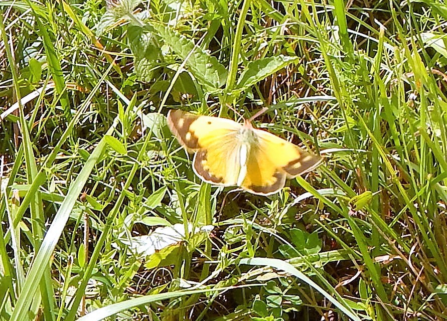 Colias croceus - sáfránylepke