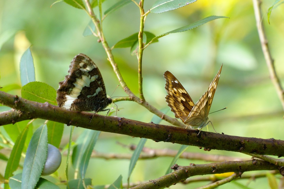 Brintesia circe - fehéröves szemeslepke