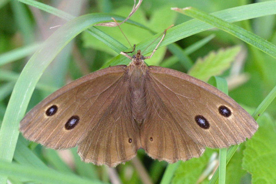 Minois dryas - fekete szemeslepke