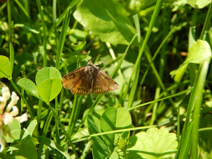 Euclidia glyphica - közönséges nappalibagoly