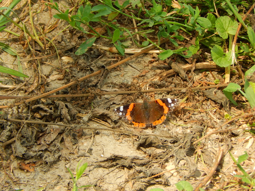Vanessa atalanta - atalantalepke