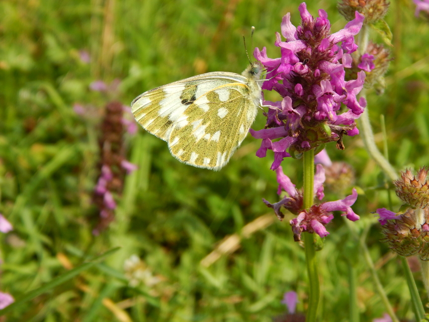 Pontia edusa - rezedalepke