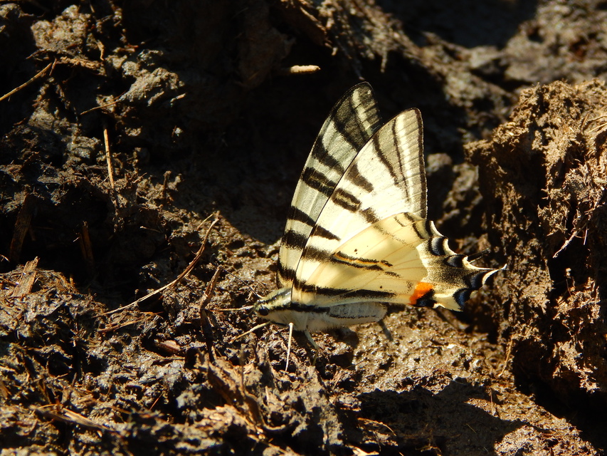 Iphiclides podalirius - kardoslepke