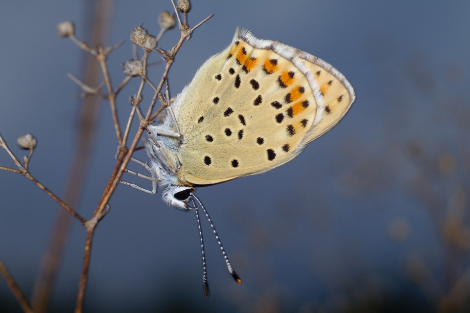 Lycaena tityrus - barna tűzlepke