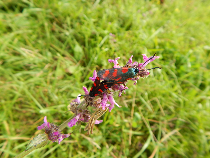 Zygaena filipendulae - acélszínű csüngőlepke