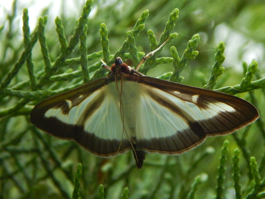 Cydalima perspectalis - puszpáng-tűzmoly