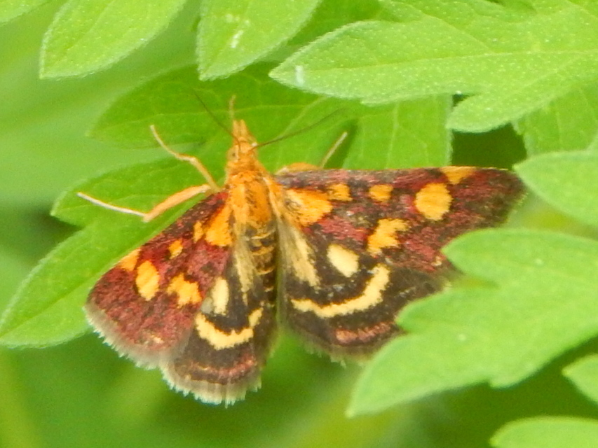 Pyrausta