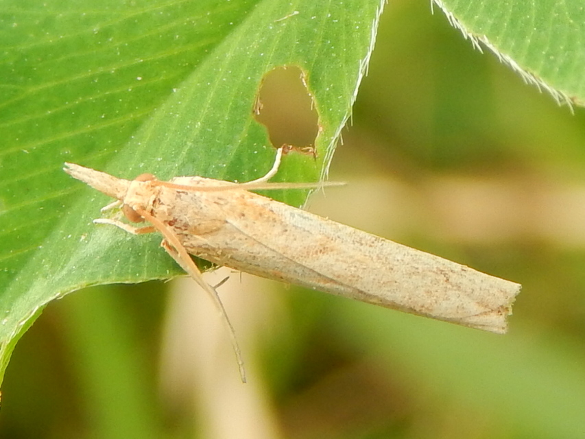 Crambinae
