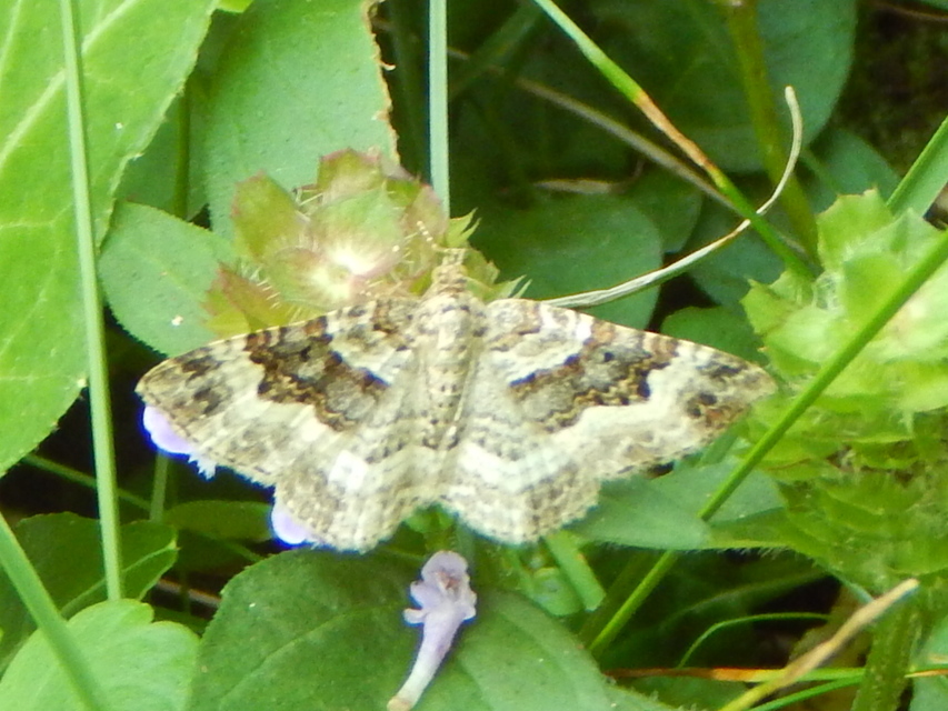 Epirrhoe alternata - galaj-tarkaaraszoló