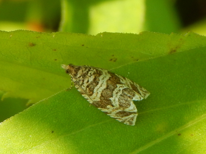 Celypha rivulana - dudvasodró tükrösmoly