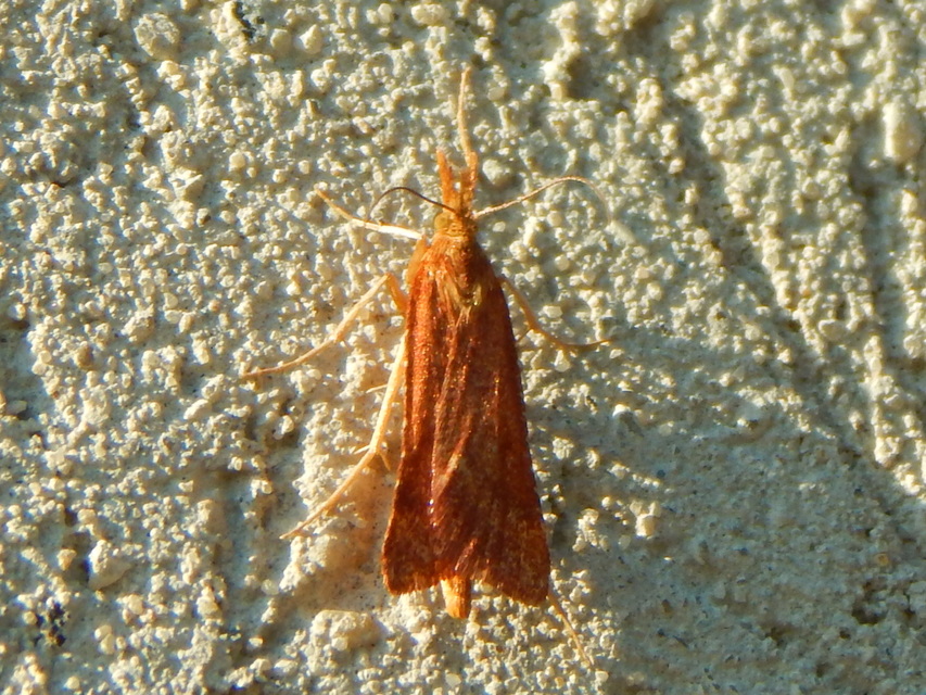 Synaphe punctalis - hosszúlábú fényilonca