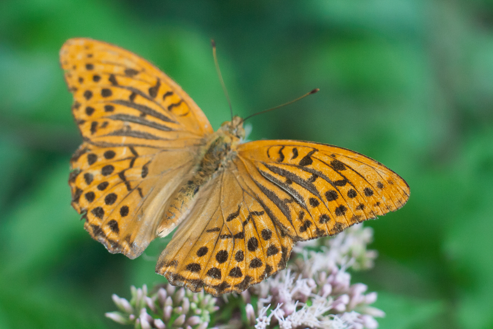 Argynnis paphia - nagy gyöngyházlepke