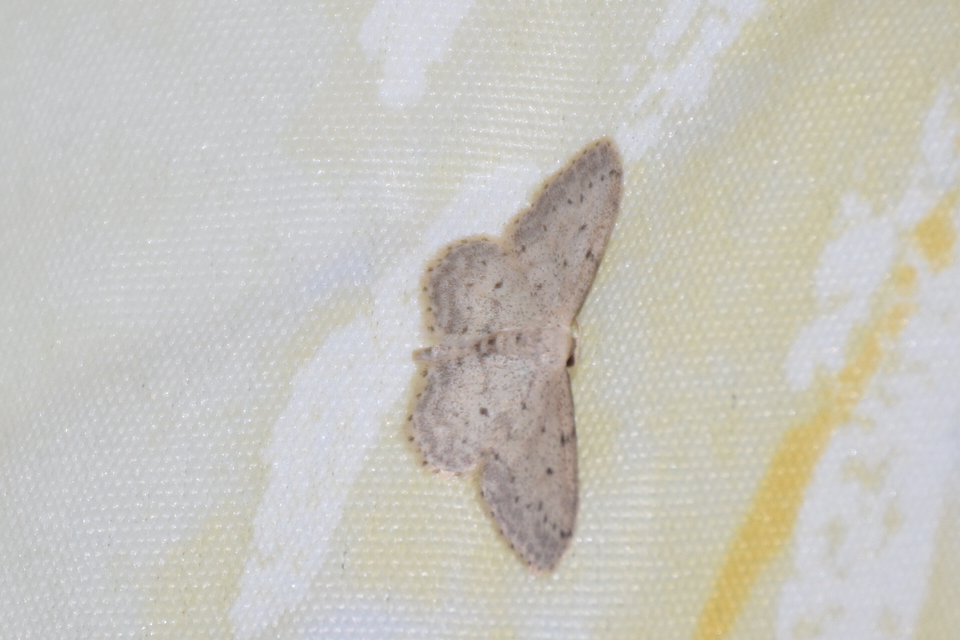 Idaea seriata - szürke apróaraszoló